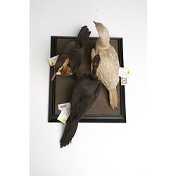Three Little Pied Cormorant specimens mounted on a board, viewed from above.