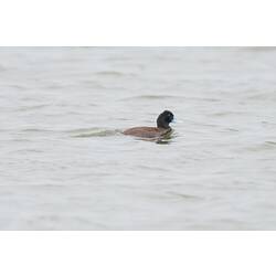 Brown duck with blue bill on water.