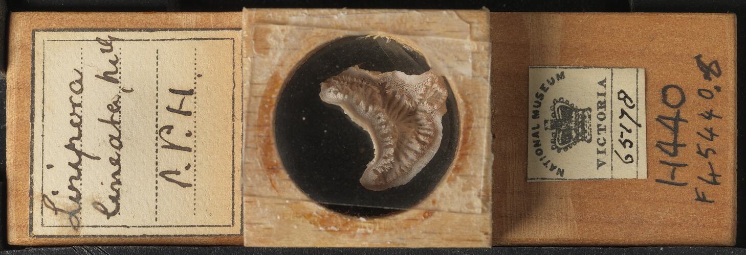 Bryozoan specimen in wooden microslide with handwritten labels.
