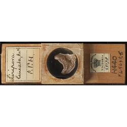 Bryozoan specimen in wooden microslide with handwritten labels.