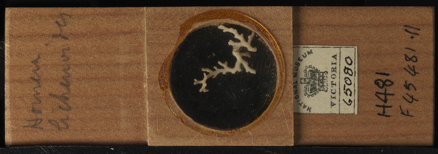 Bryozoan specimen in wooden microslide with handwritten labels.