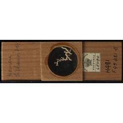 Bryozoan specimen in wooden microslide with handwritten labels.