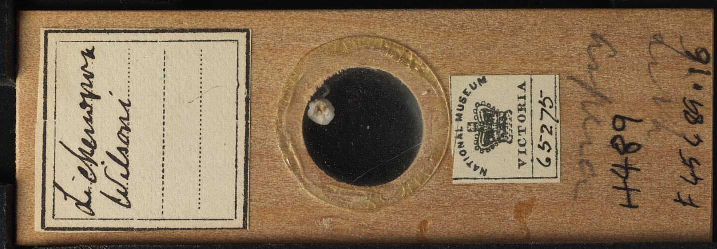 Bryozoan specimen in wooden microslide with handwritten labels.