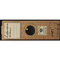 Bryozoan specimen in wooden microslide with handwritten labels.