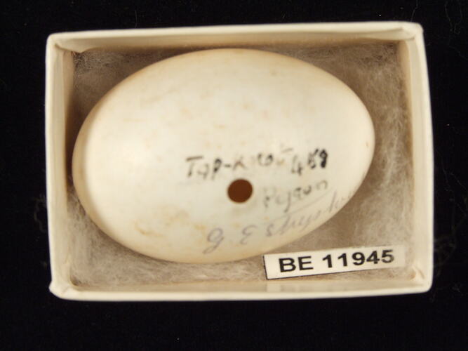 Bird egg with specimen label in box.