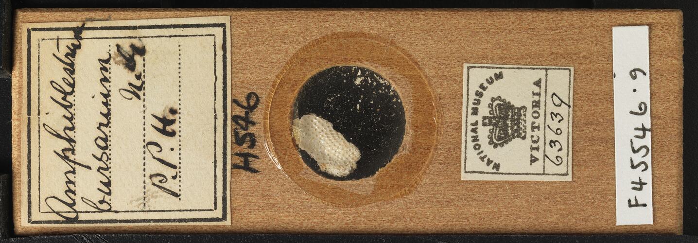 Bryozoan specimen in wooden microslide with handwritten labels.
