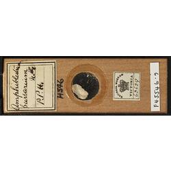 Bryozoan specimen in wooden microslide with handwritten labels.