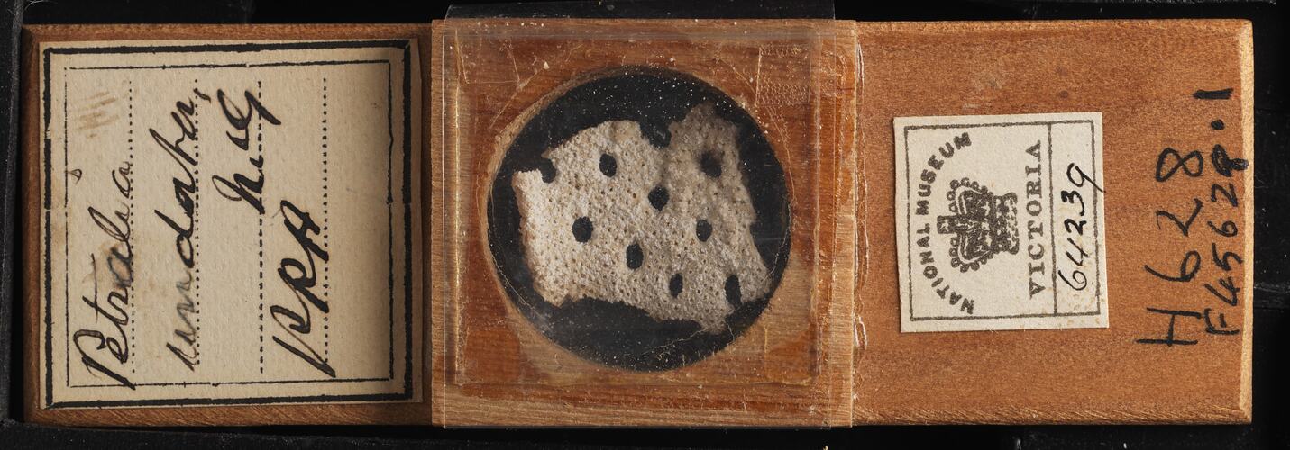 Top view of bryozoan specimen on wooden microslide.