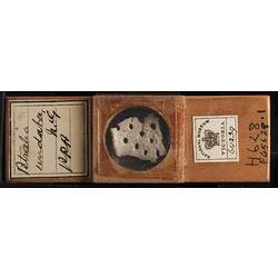Top view of bryozoan specimen on wooden microslide.