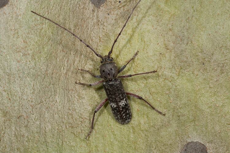 <em>Phacodes obscurus</em>, longicorn beetle. Stratford, Victoria.