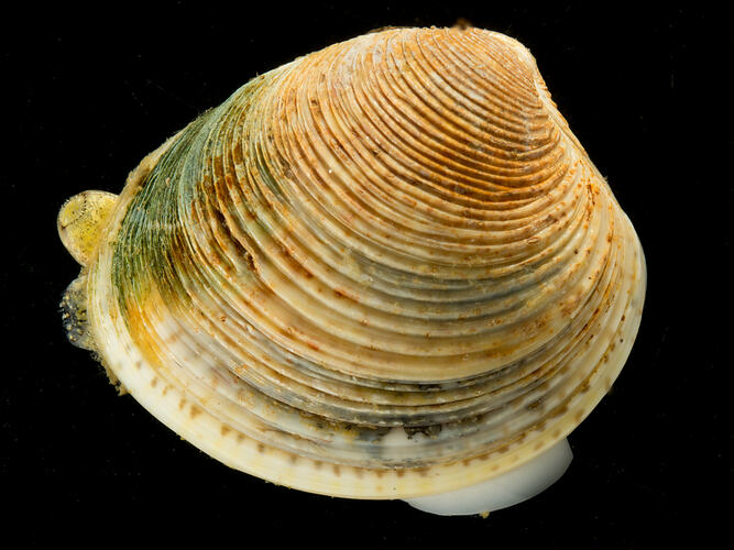 Side view of ribbed brown bivelve shell, mantle protruding.