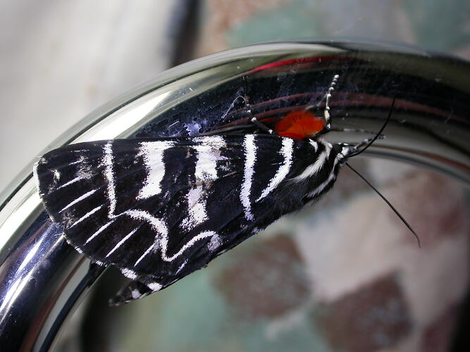 Black and white moth with red near head on a metal tap.