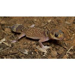 Thick-tailed Gecko.