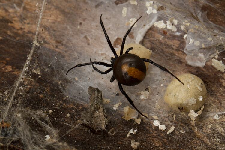 Black spider with red markings with eggs.