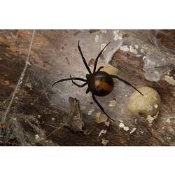 Black spider with red markings with eggs.