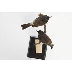 <em>Pycnonotus cafer</em>, Red-vented Bulbul, mounts.  Registration nos. 25868 (bottom) & 25869 (top).