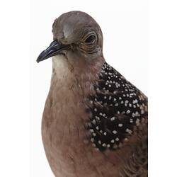 Detail of head and breast of mounted dove specimen.