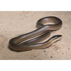Mitchell's Short-tailed Snake.