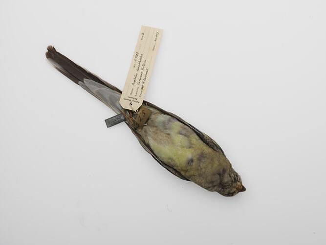 Stuffed Red-rumped Parrot specimen with labels lying on back.