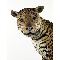 Detail of Jaguar specimen's head and shoulders.