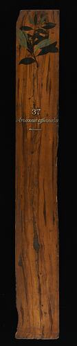 Timber Sample - Grey Mangrove, Avicennia marina, Victoria, 1885 (Obverse)