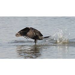 Black bird taking off from water.