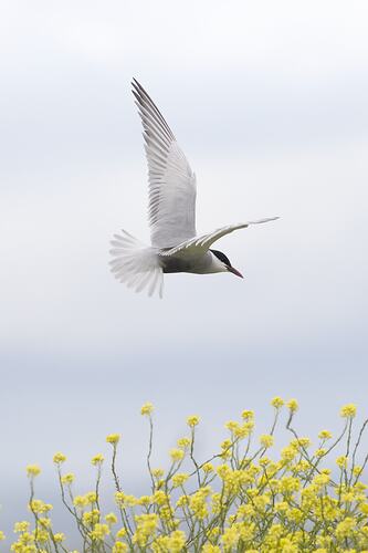 White and grey bird in flight above yellow bush.