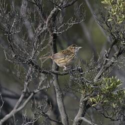 Speckled brown bird on branch.