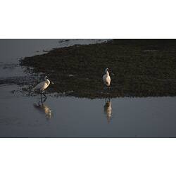 Two white wading birds standing in water.
