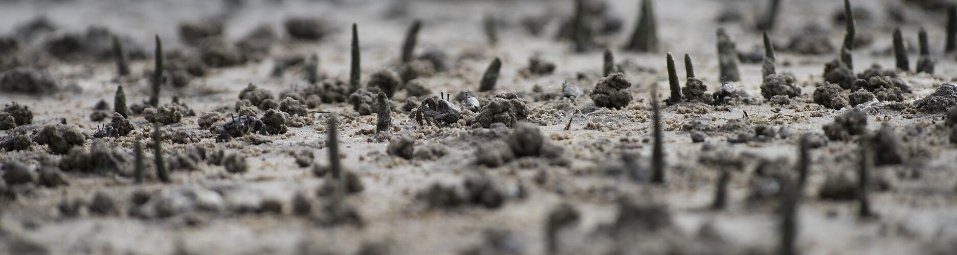 Dark crabs on sand with mangroves poking through.