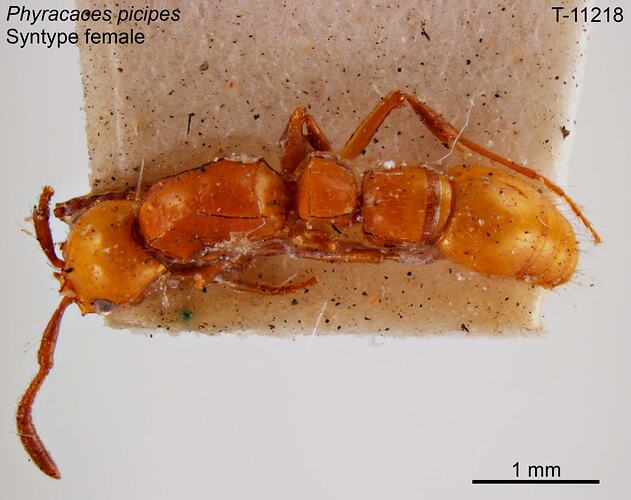 Ant specimen, female, dorsal view.