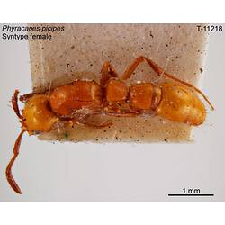 Ant specimen, female, dorsal view.