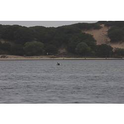 <em>Cygnus atratus</em>, Black Swan. Gippsland Lakes, Victoria.