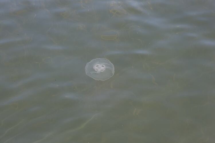 <em>Aurelia</em> sp., moon jellyfish. Gippsland, Victoria.