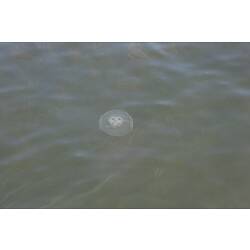 <em>Aurelia</em> sp., moon jellyfish. Gippsland, Victoria.