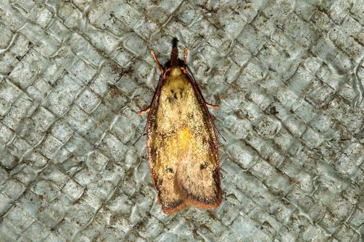 <em>Enchocrates glaucopis</em>, moth. Murray Explored Bioscan.