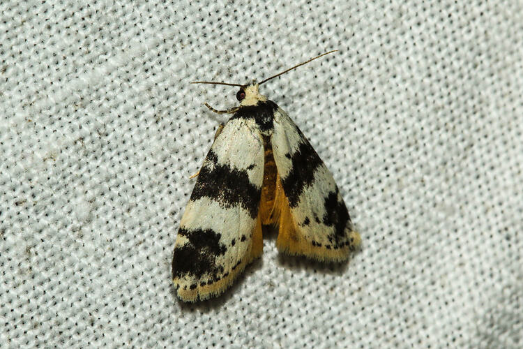 <em>Thallarcha sparsana</em>, moth. Murray Explored Bioscan.