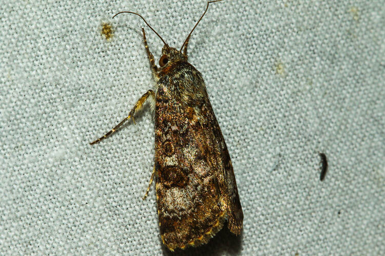 <em>Heliothis punctifera</em>, moth. Murray Explored Bioscan.