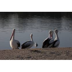 <em>Pelecanus conspicillatus</em>, Australian Pelican. Gippsland, Victoria.