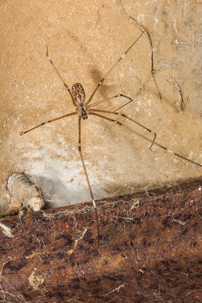 Daddy-long-legs Spider - The Australian Museum