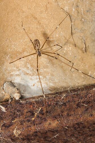 Long-legged spider.