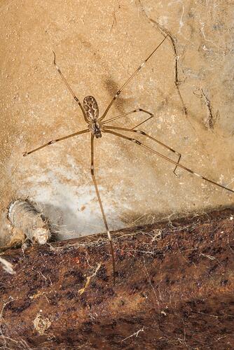 Daddy long-legs spider  Collections Online - Museum of New