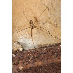Long-legged spider.