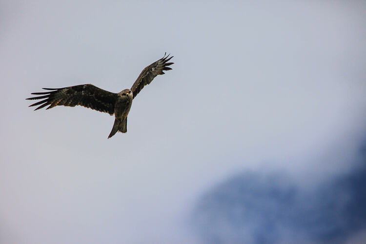 Dark bird of prey in flight.