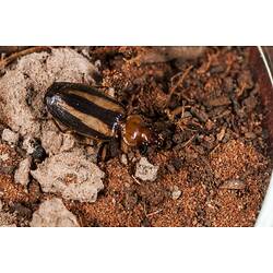<em>Demetrida</em> sp., beetle. Neds Corner, Victoria.