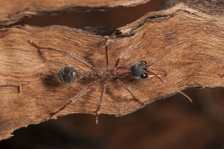 <em>Myrmecia</em> sp., ant. Neds Corner, Victoria.