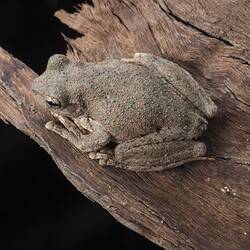 Peron's tree frog.