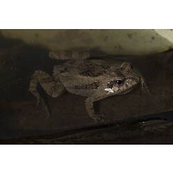 Brown frog in water.
