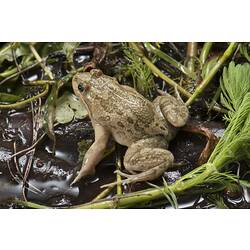 Pale brown frog with green markings on watery vegetation.