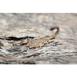 Mottled brown scorpion, tail raised.